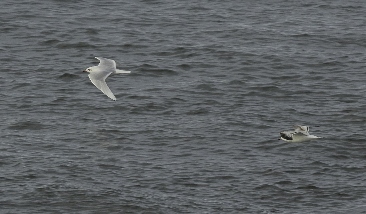 שחף שחור-ראש - ML645467004