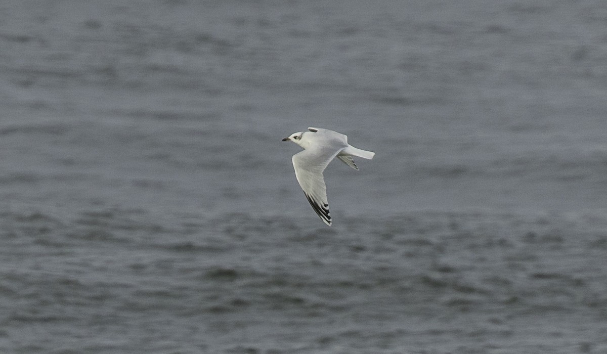 שחף שחור-ראש - ML645467007