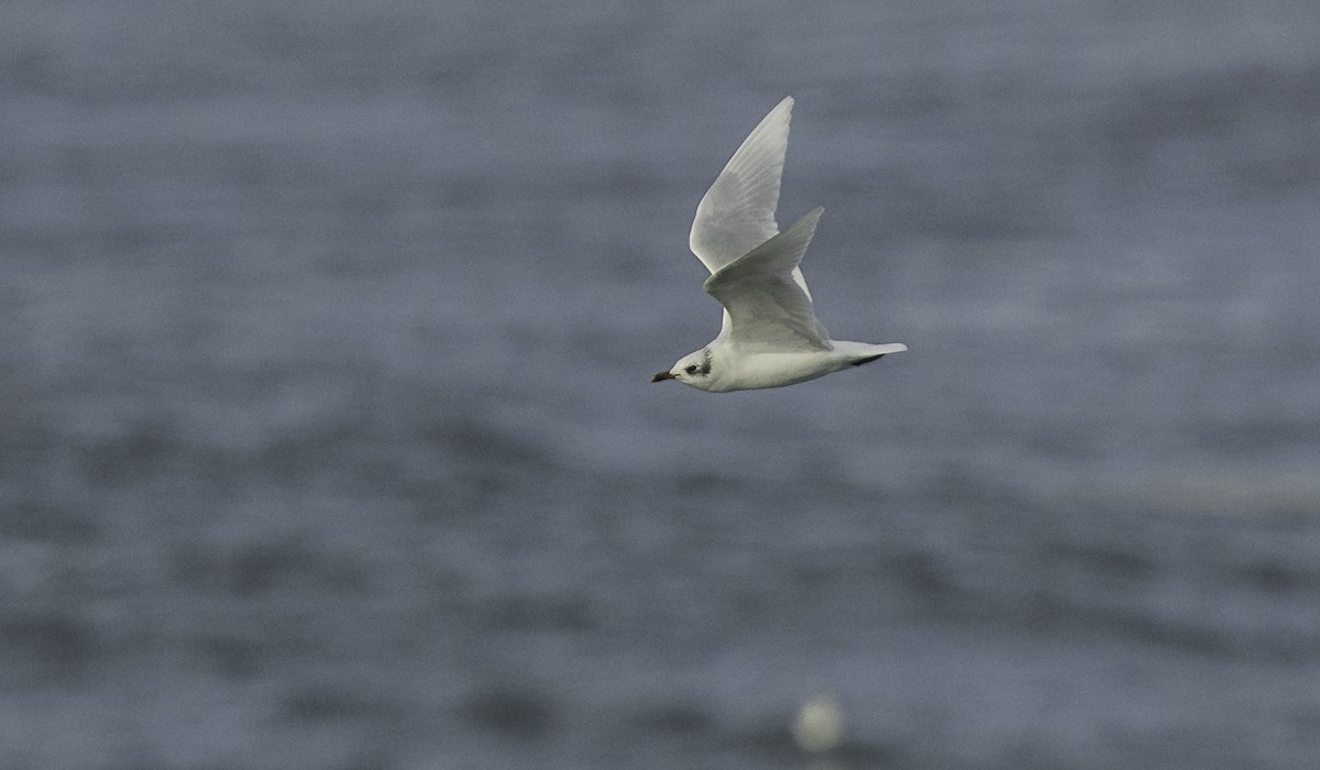 שחף שחור-ראש - ML645467010