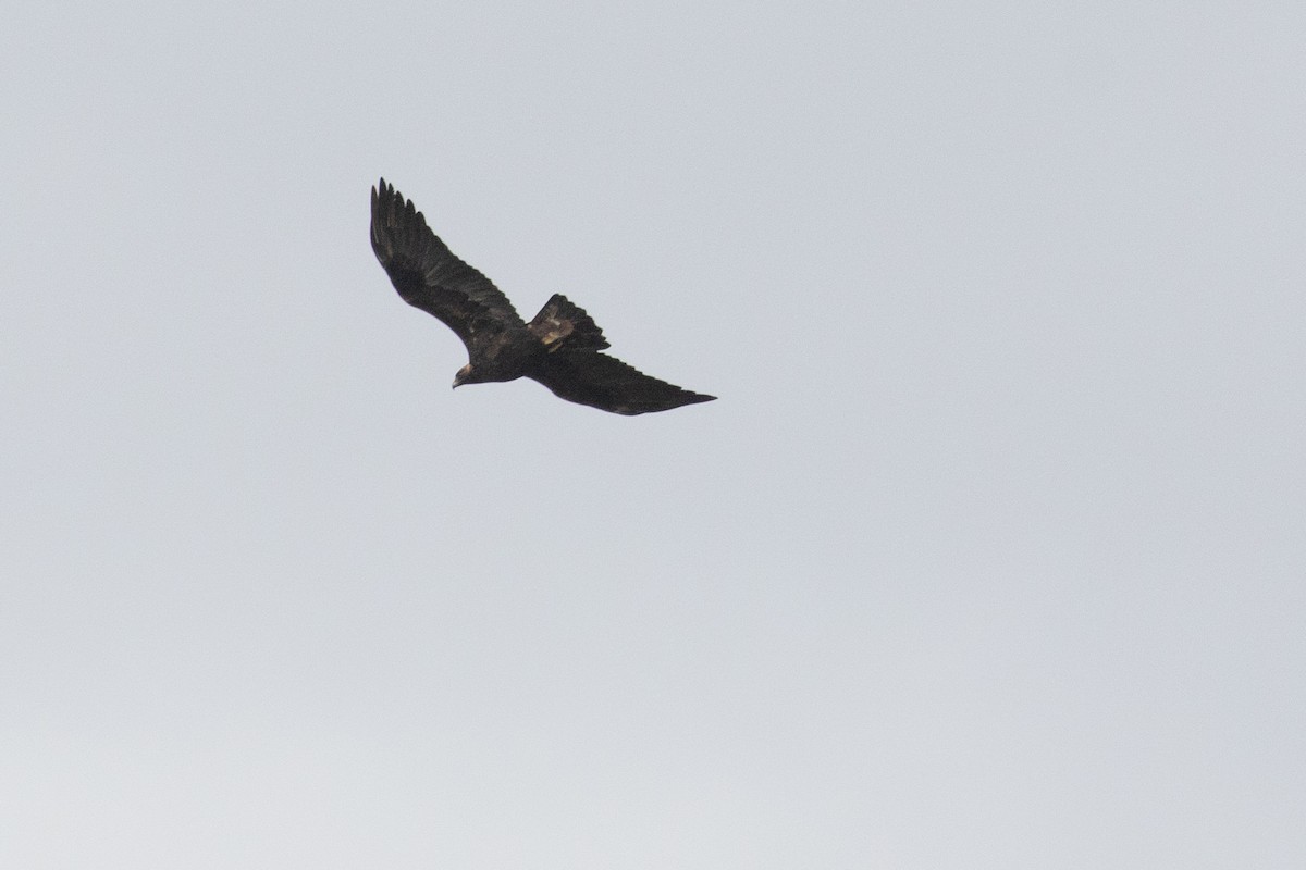 イヌワシ - ML645467031