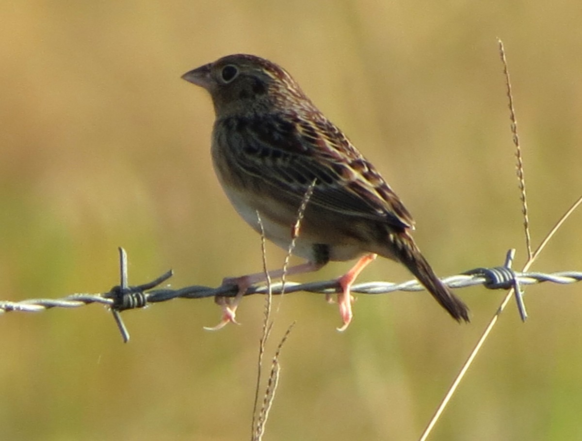 Grasshopper Sparrow - ML645467034