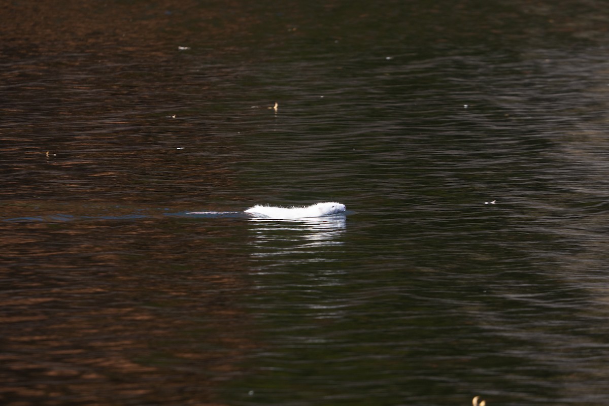 Eastern Muskrat - ML645467044