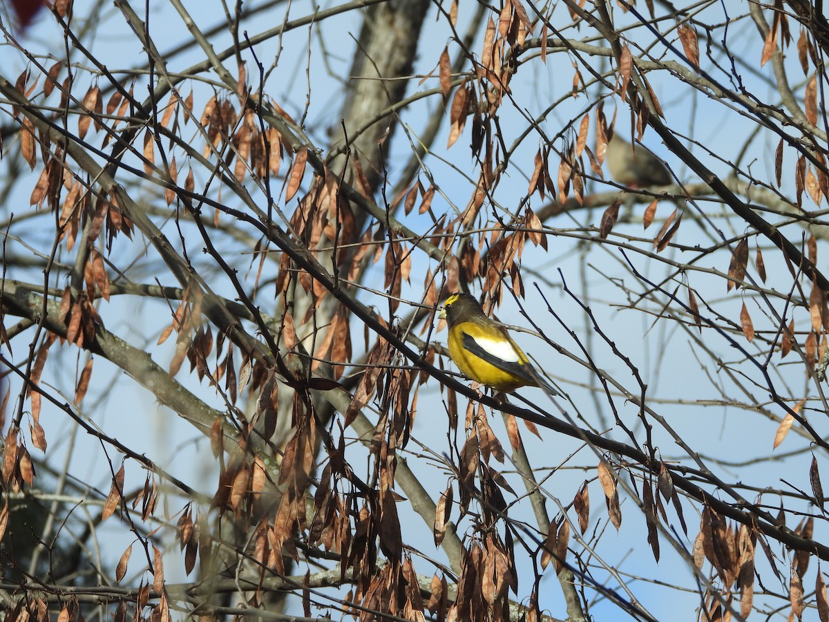 Evening Grosbeak - ML645467057