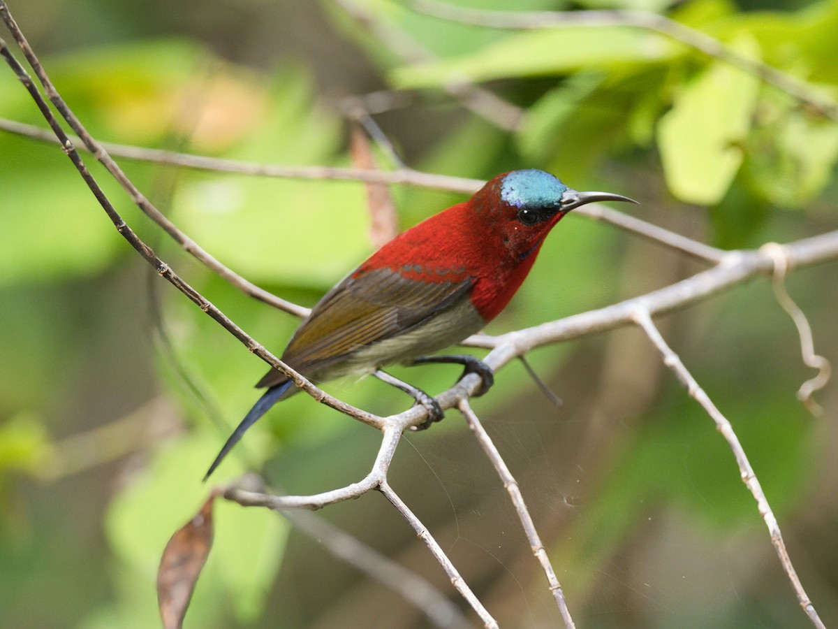 strdimil karmínovoprsý - ML645467058