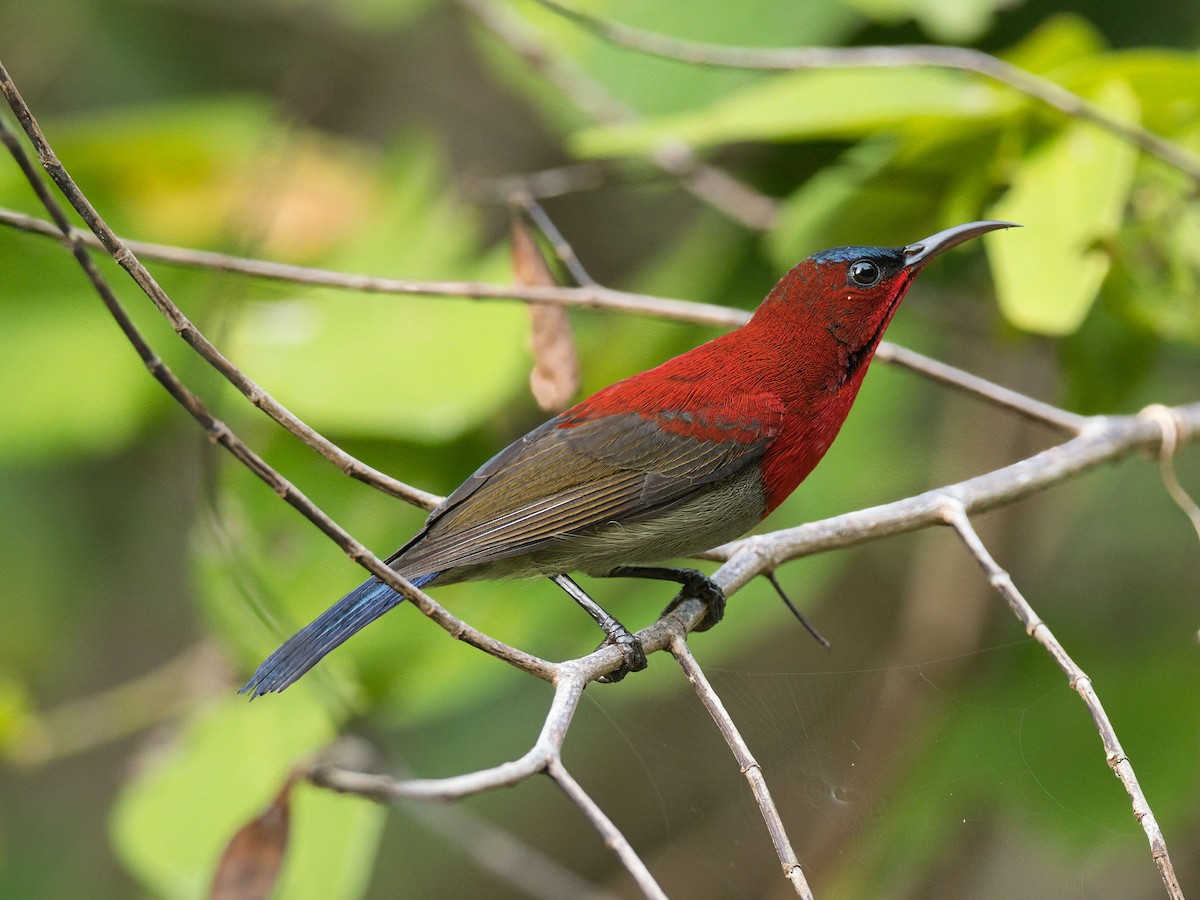 strdimil karmínovoprsý - ML645467059