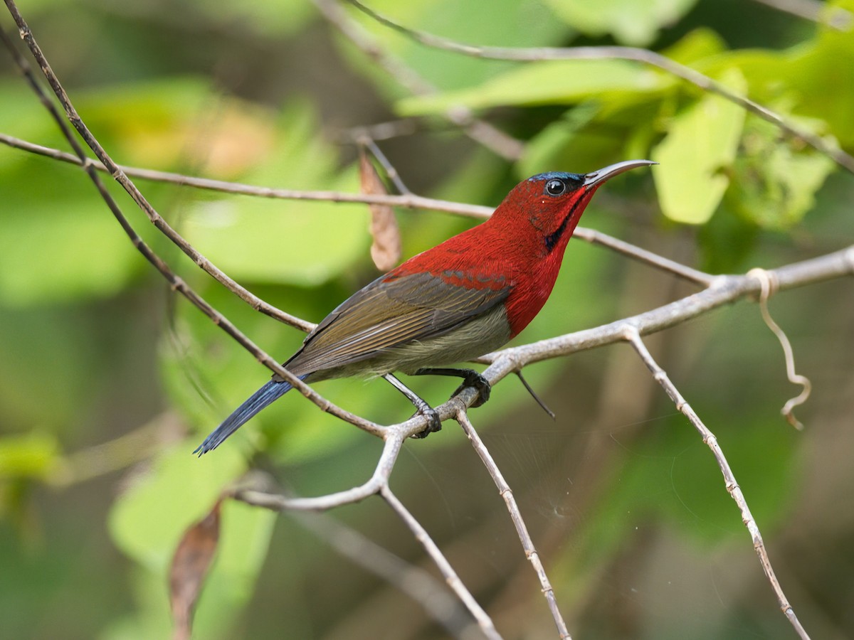 strdimil karmínovoprsý - ML645467060