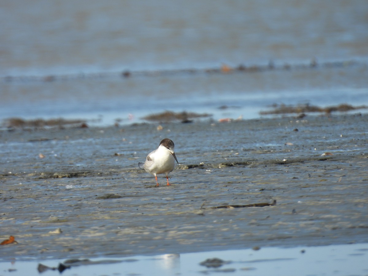 rybák obecný - ML645467084