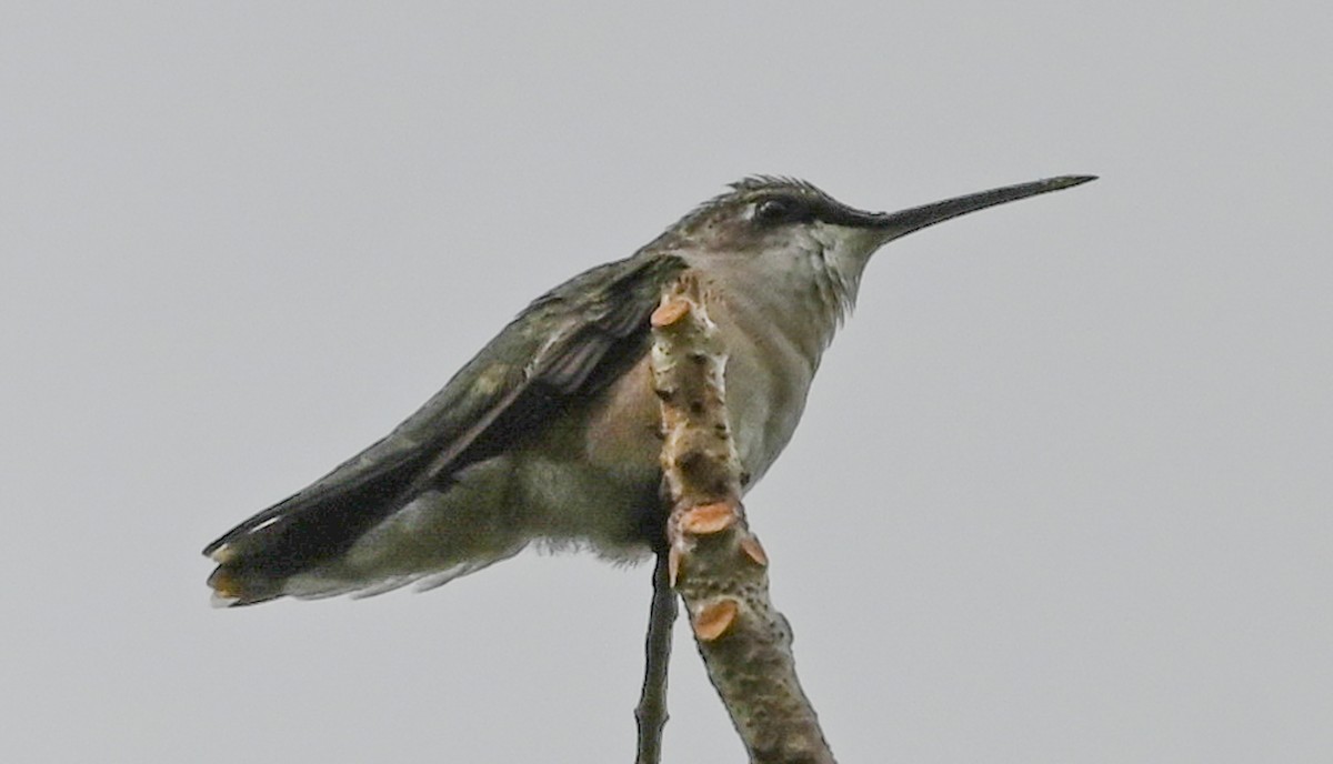 Рубиновогорлый колибри - ML645467091