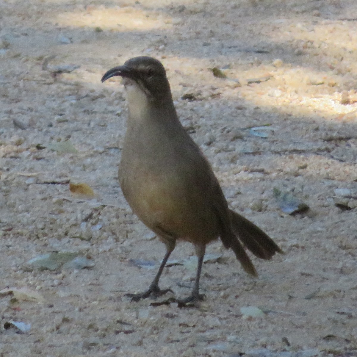 California Thrasher - ML645467094