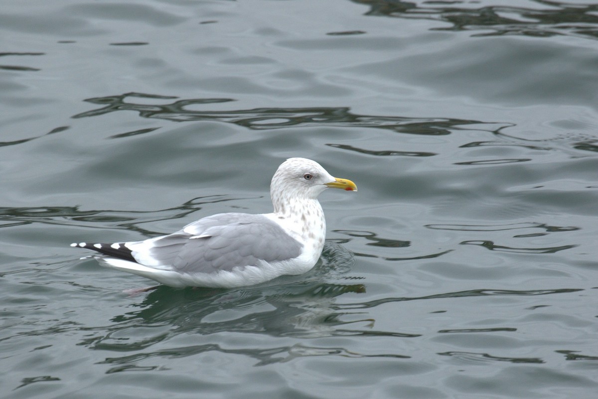 Gabbiano d'Islanda - ML645467099