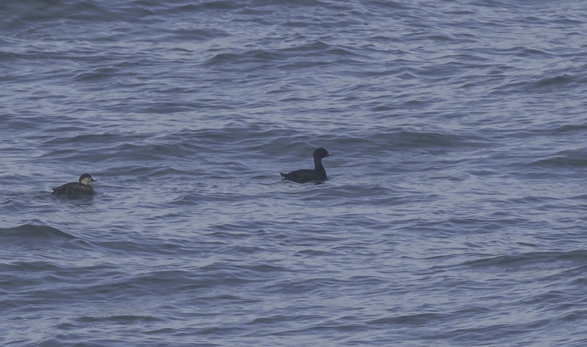 ヨーロッパクロガモ - ML645467100