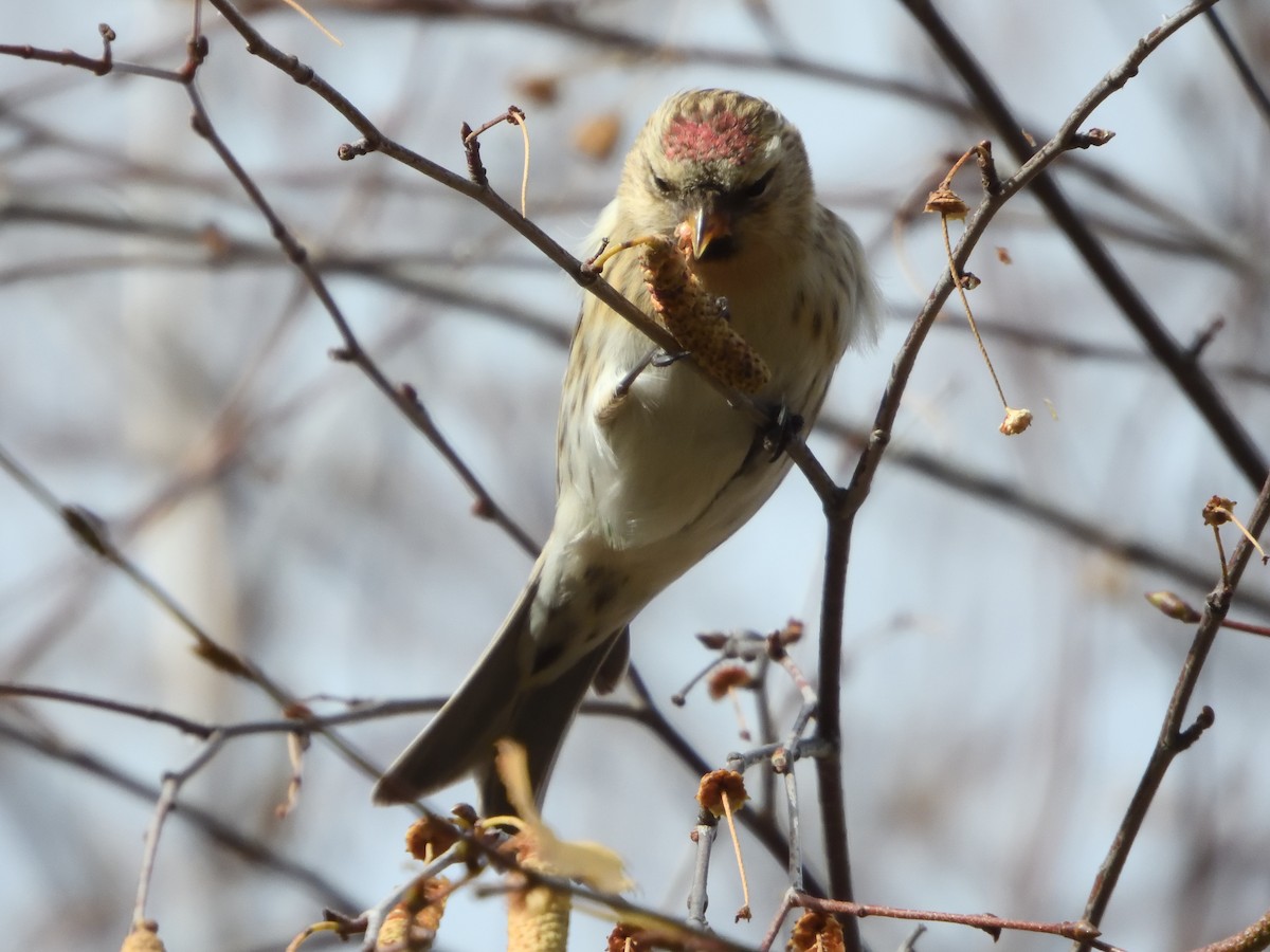 Redpoll (Lesser) - ML645467101