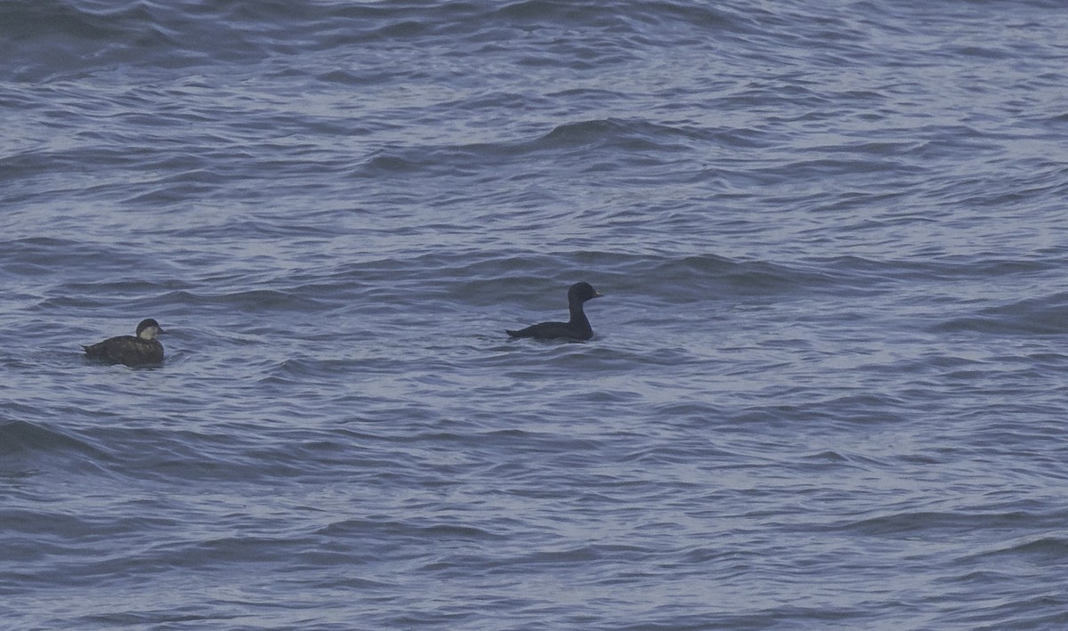 ヨーロッパクロガモ - ML645467102