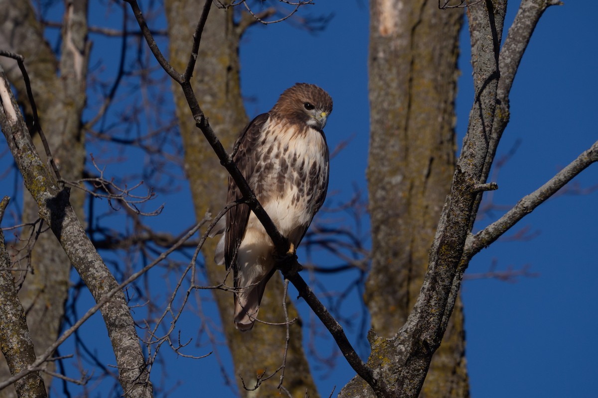 Red-tailed Hawk - ML645467112