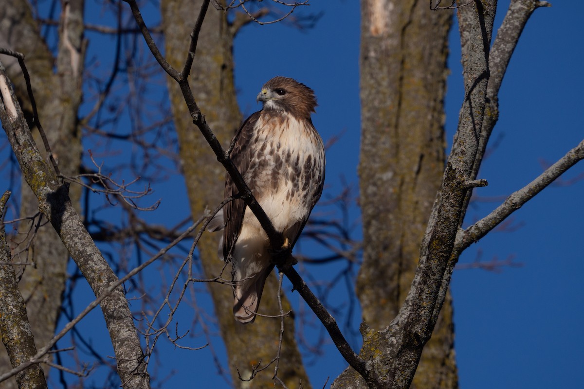 Red-tailed Hawk - ML645467116