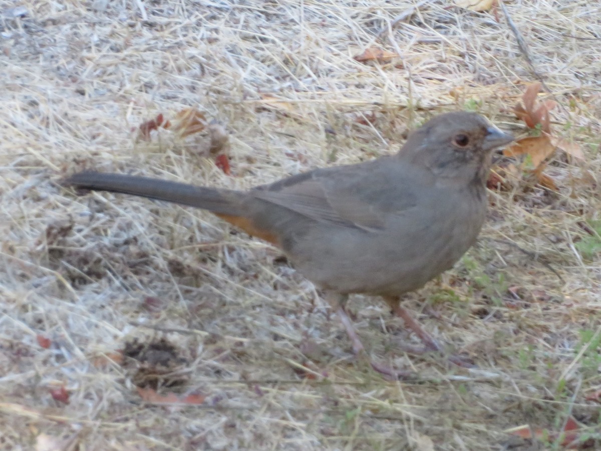 California Towhee - ML645467119