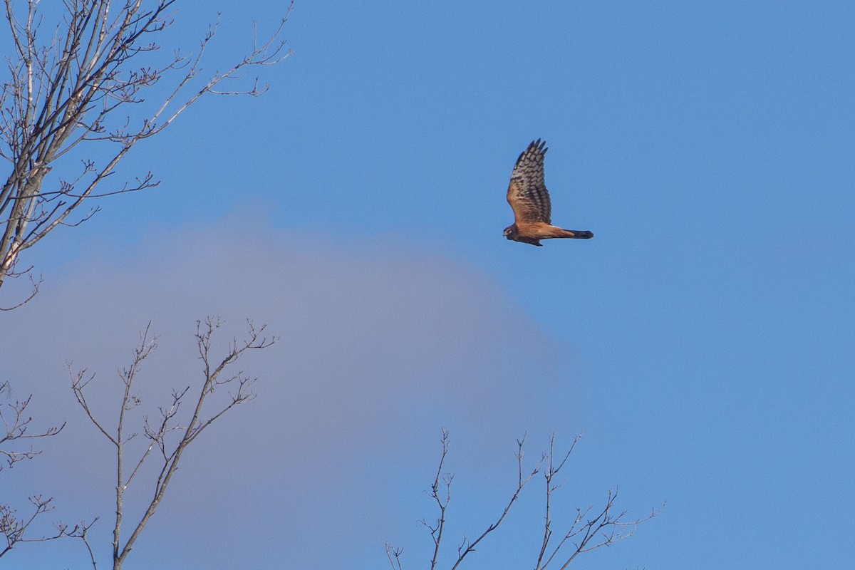 Northern Harrier - ML645467121