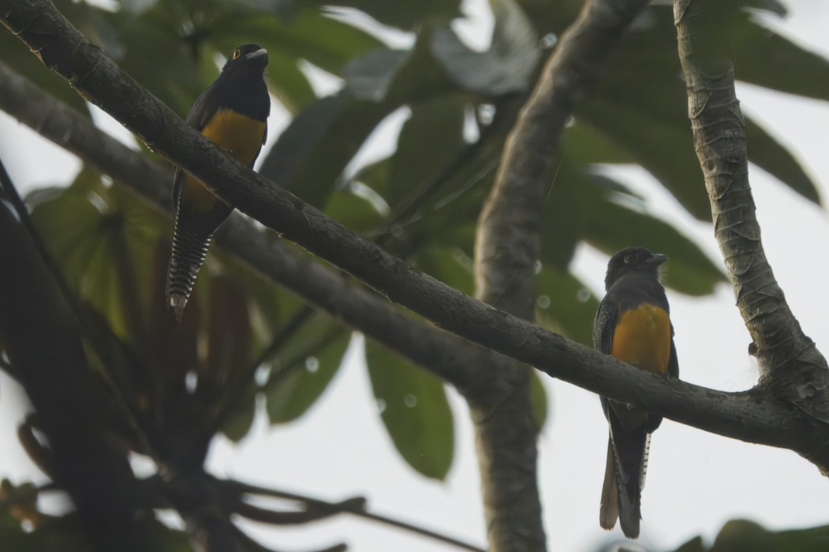 Guianan Violaceous Trogon - ML645467128