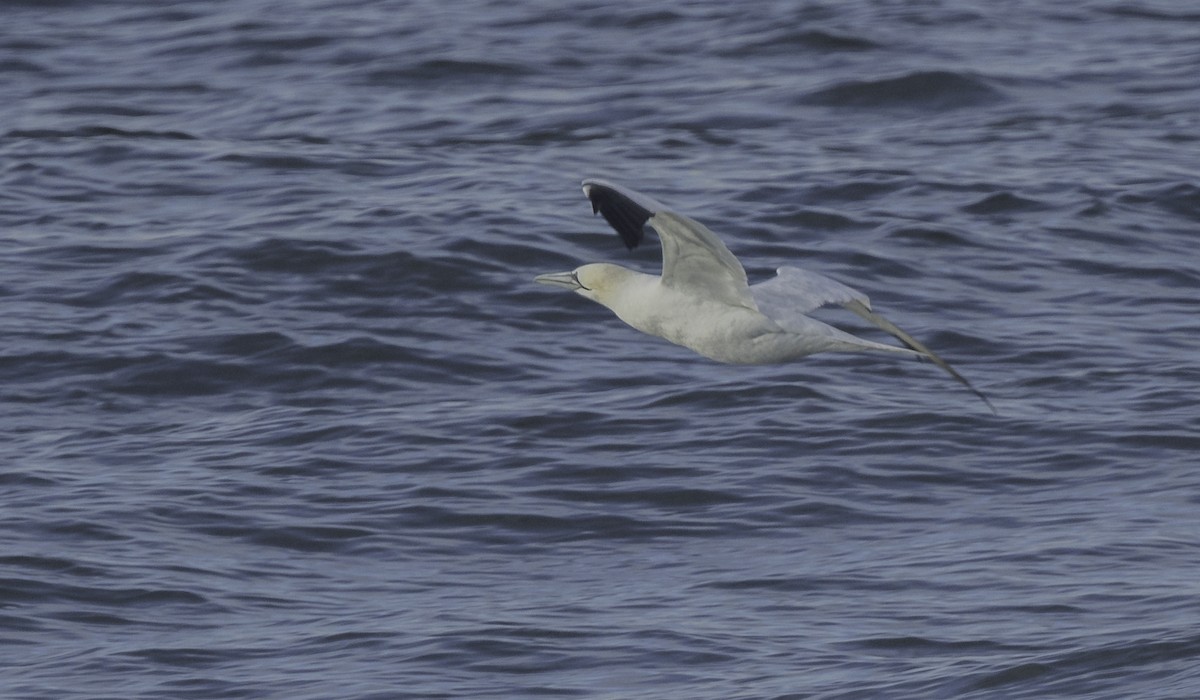 havsule - ML645467130