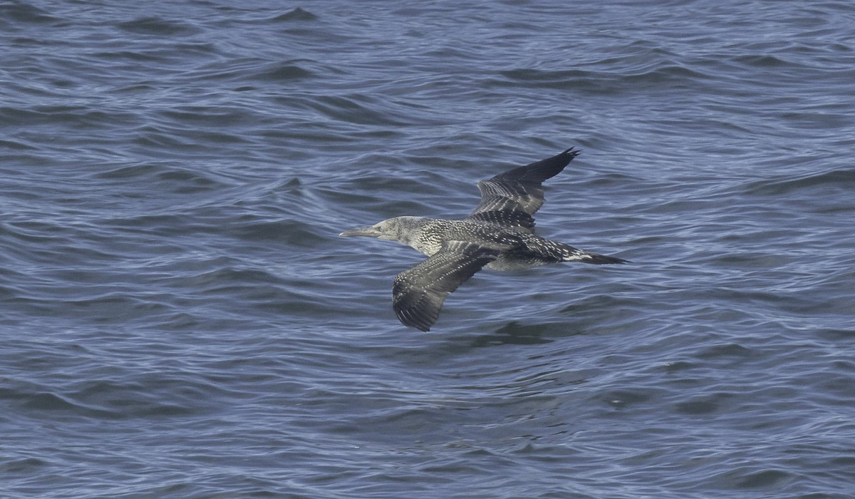 havsule - ML645467131