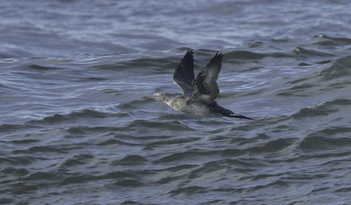 havsule - ML645467135