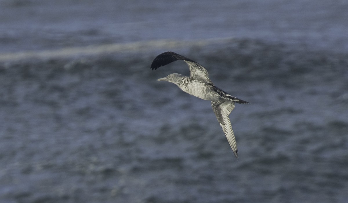 havsule - ML645467137