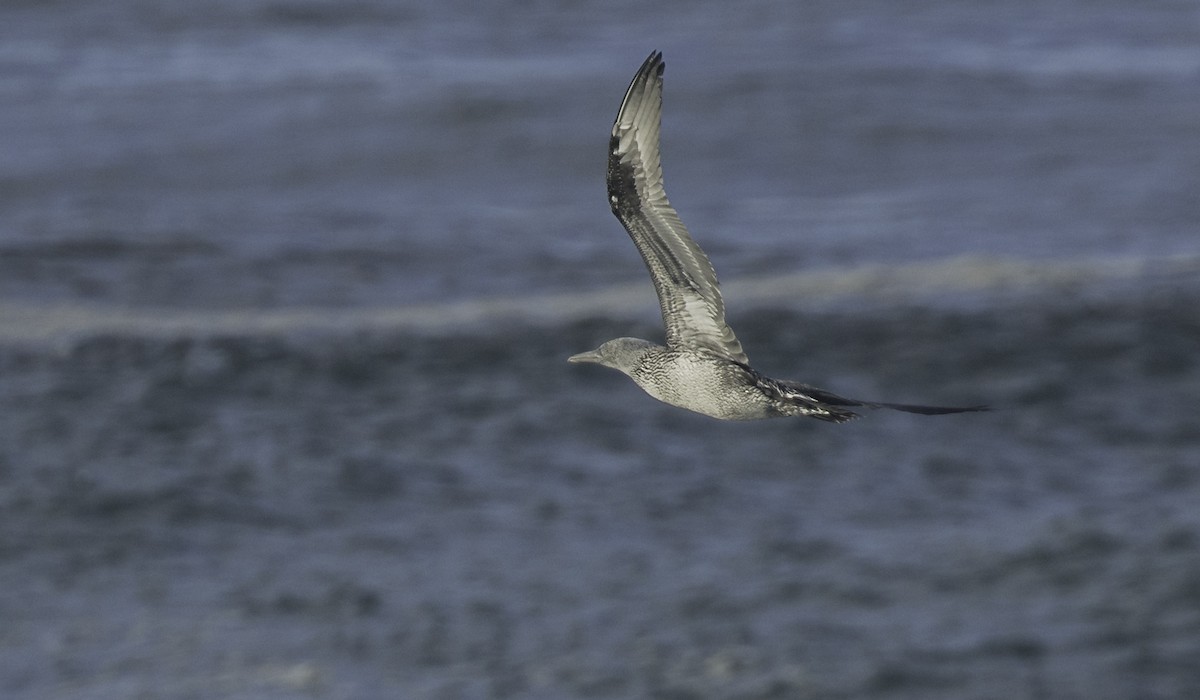 havsule - ML645467144