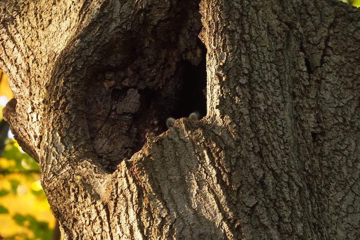 Common Raccoon - ML645467153