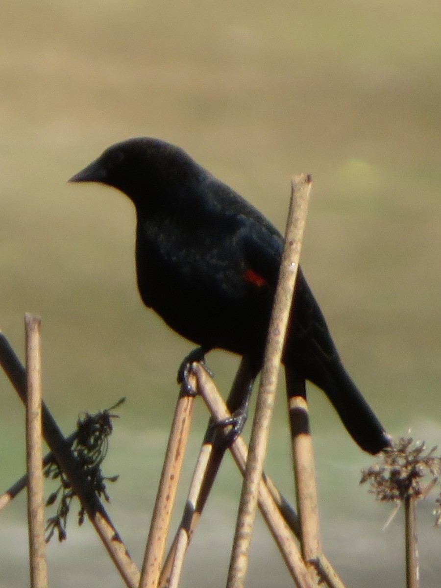 Red-winged Blackbird - ML645467162