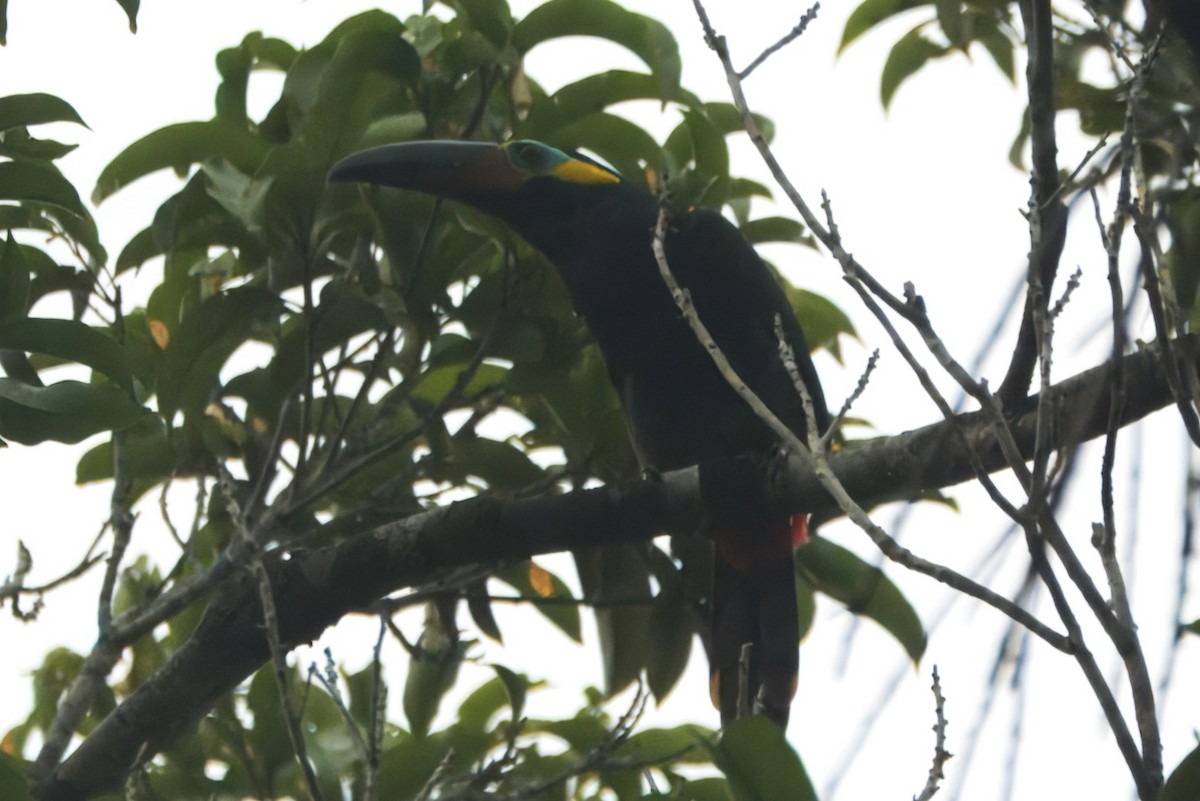 Guianan Toucanet - ML645467164