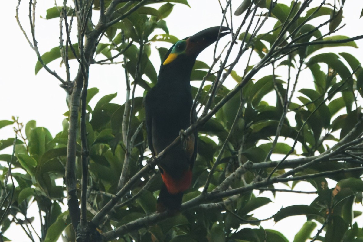 Guianan Toucanet - ML645467165