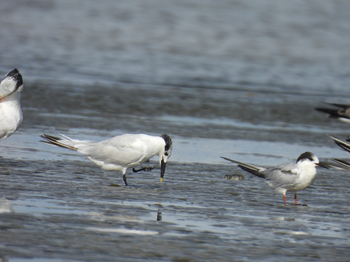 Sandwich Tern - ML645467166