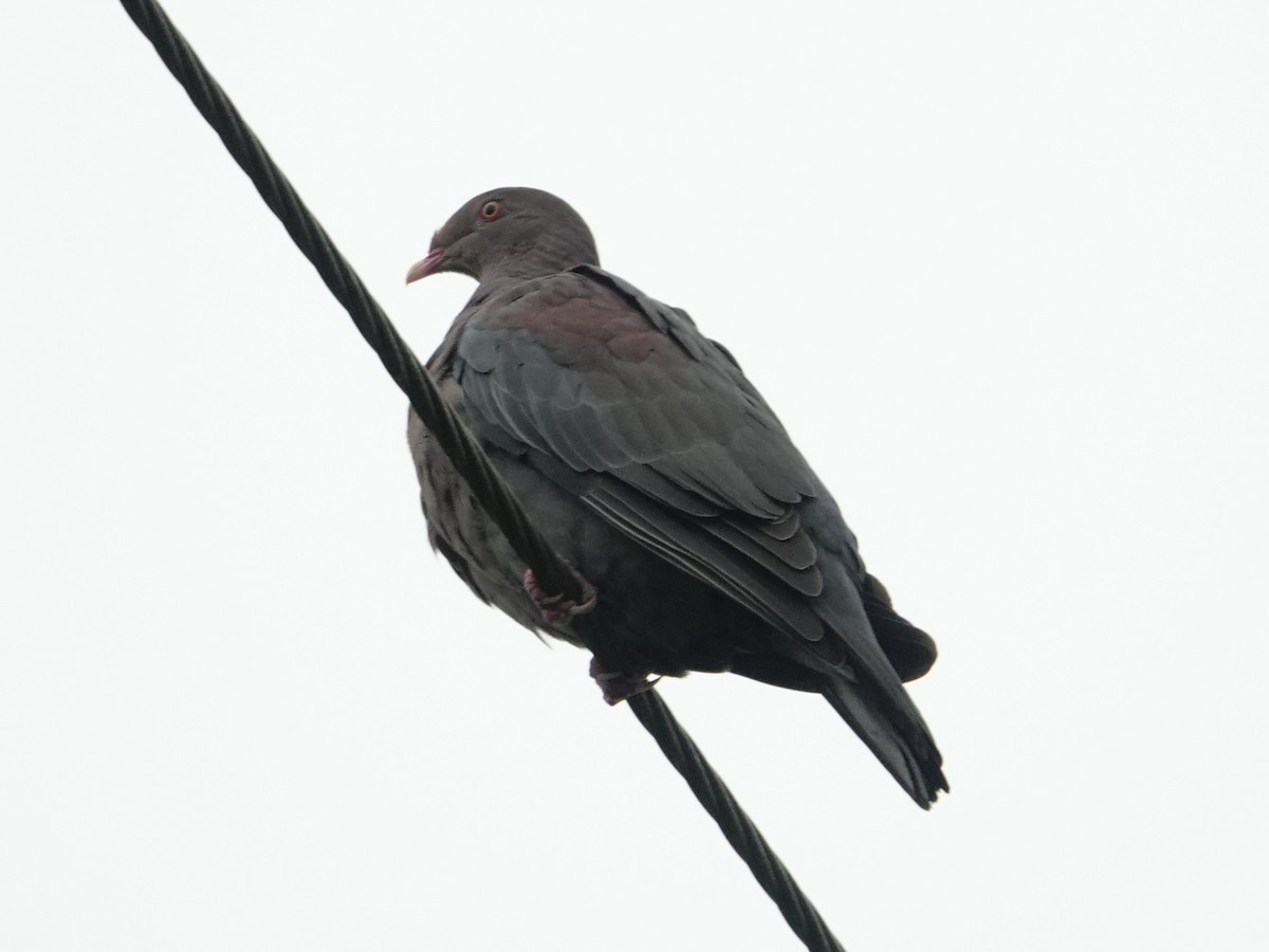 Red-billed Pigeon - ML645467167