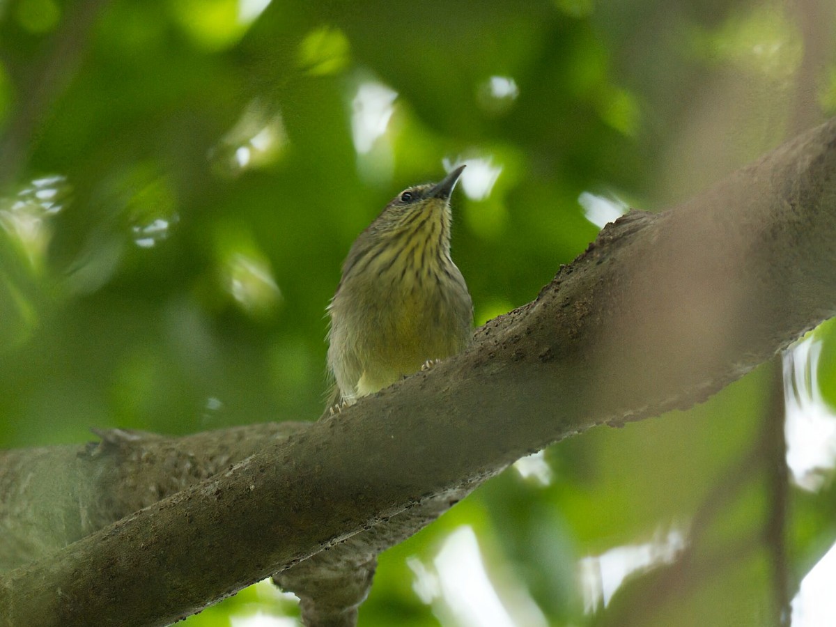 Pin-striped Tit-Babbler - ML645467177
