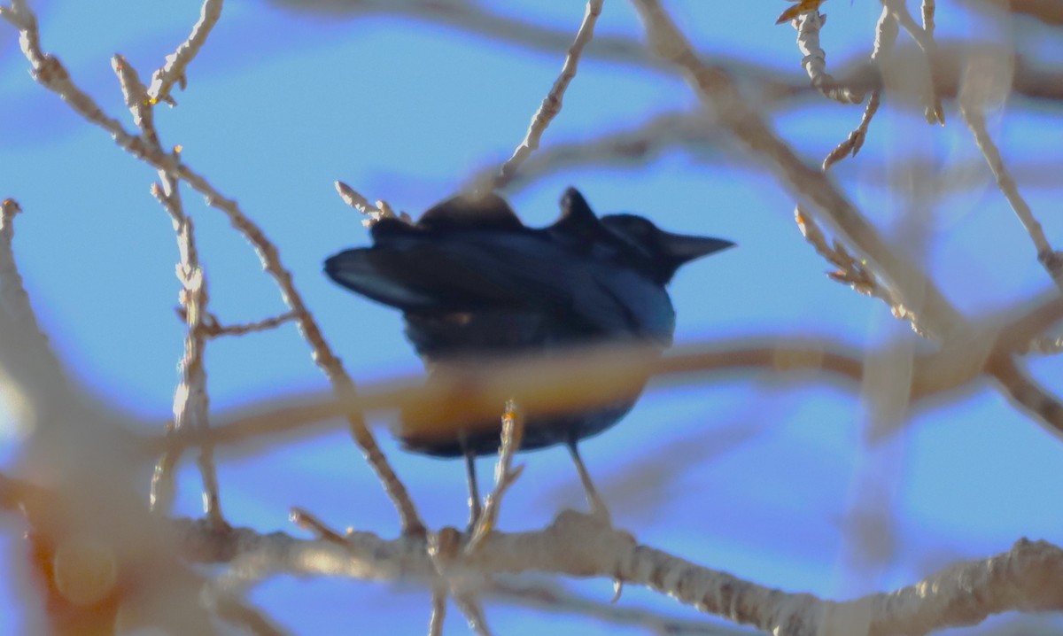 American Crow - ML645467179