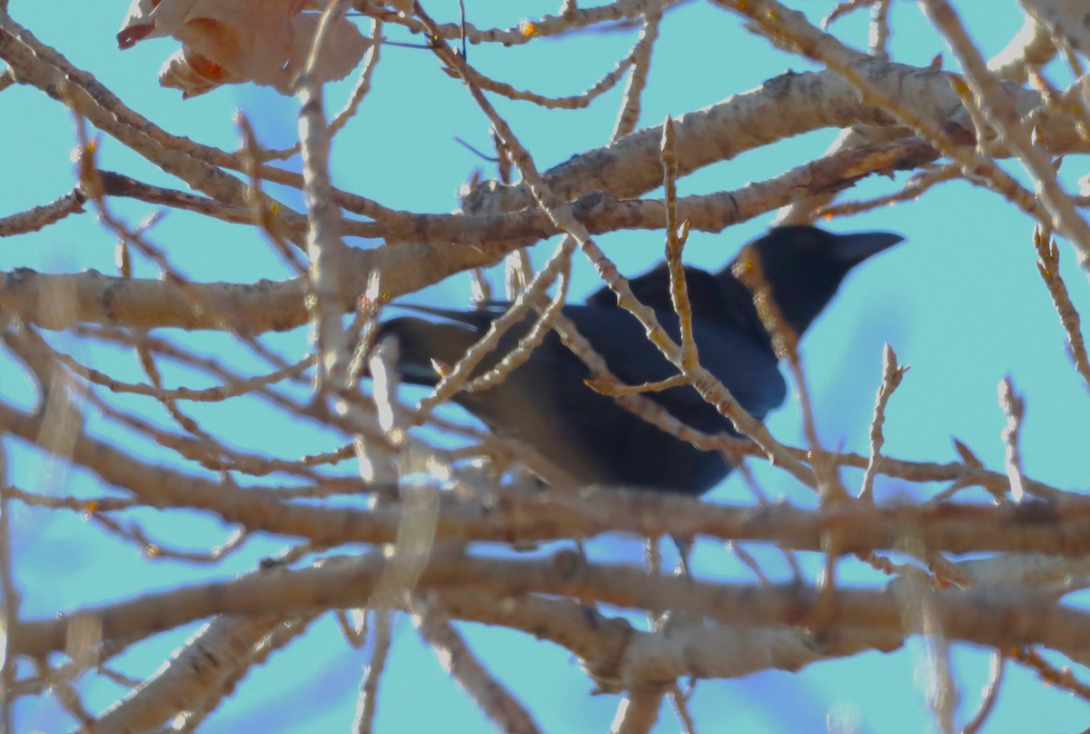 American Crow - ML645467180