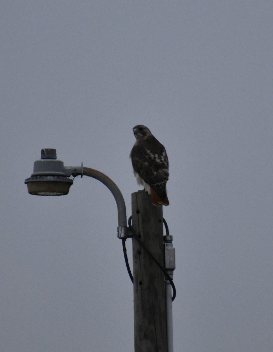 Red-tailed Hawk - ML645467181