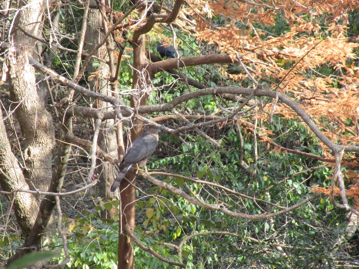 jestřáb americký - ML645467199