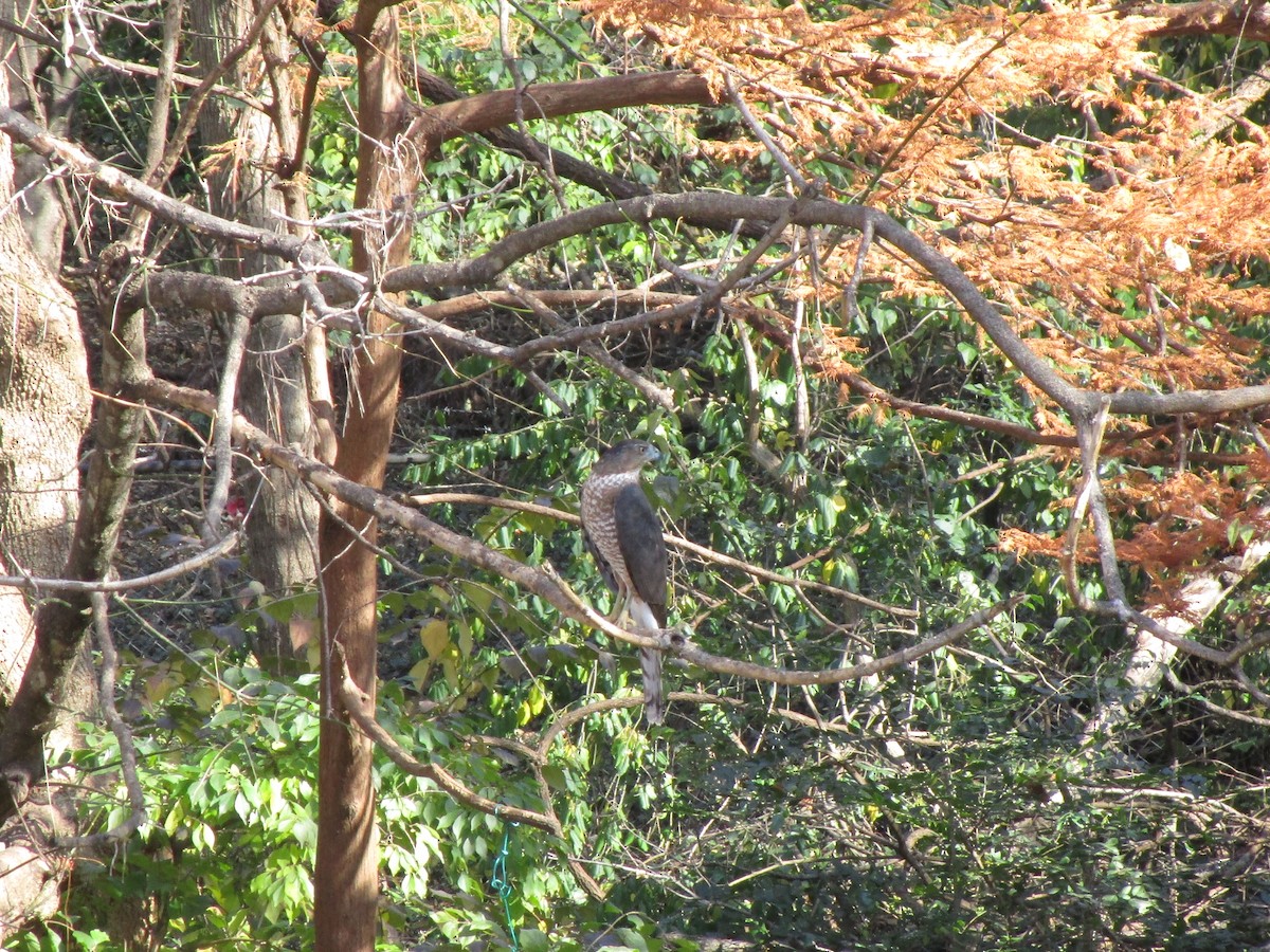 jestřáb americký - ML645467200