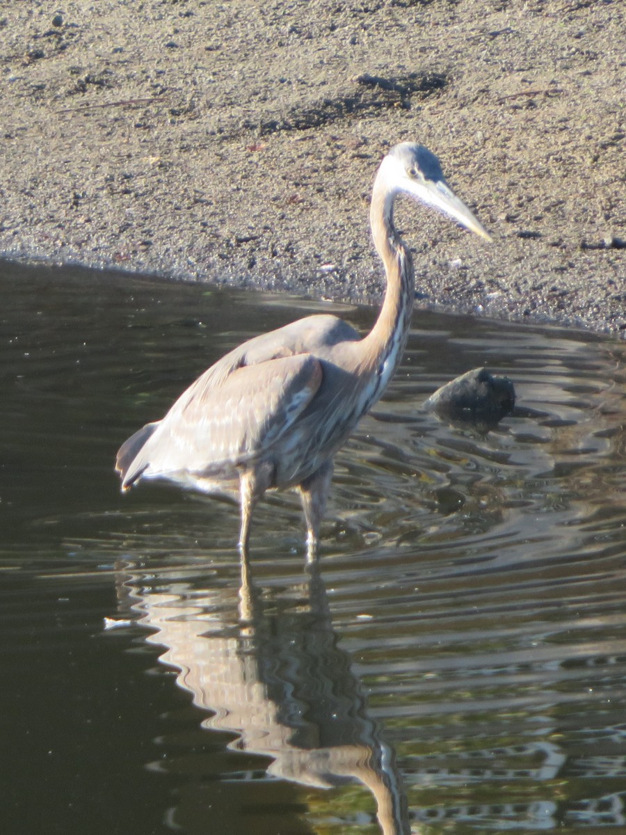 Great Blue Heron - ML645467206
