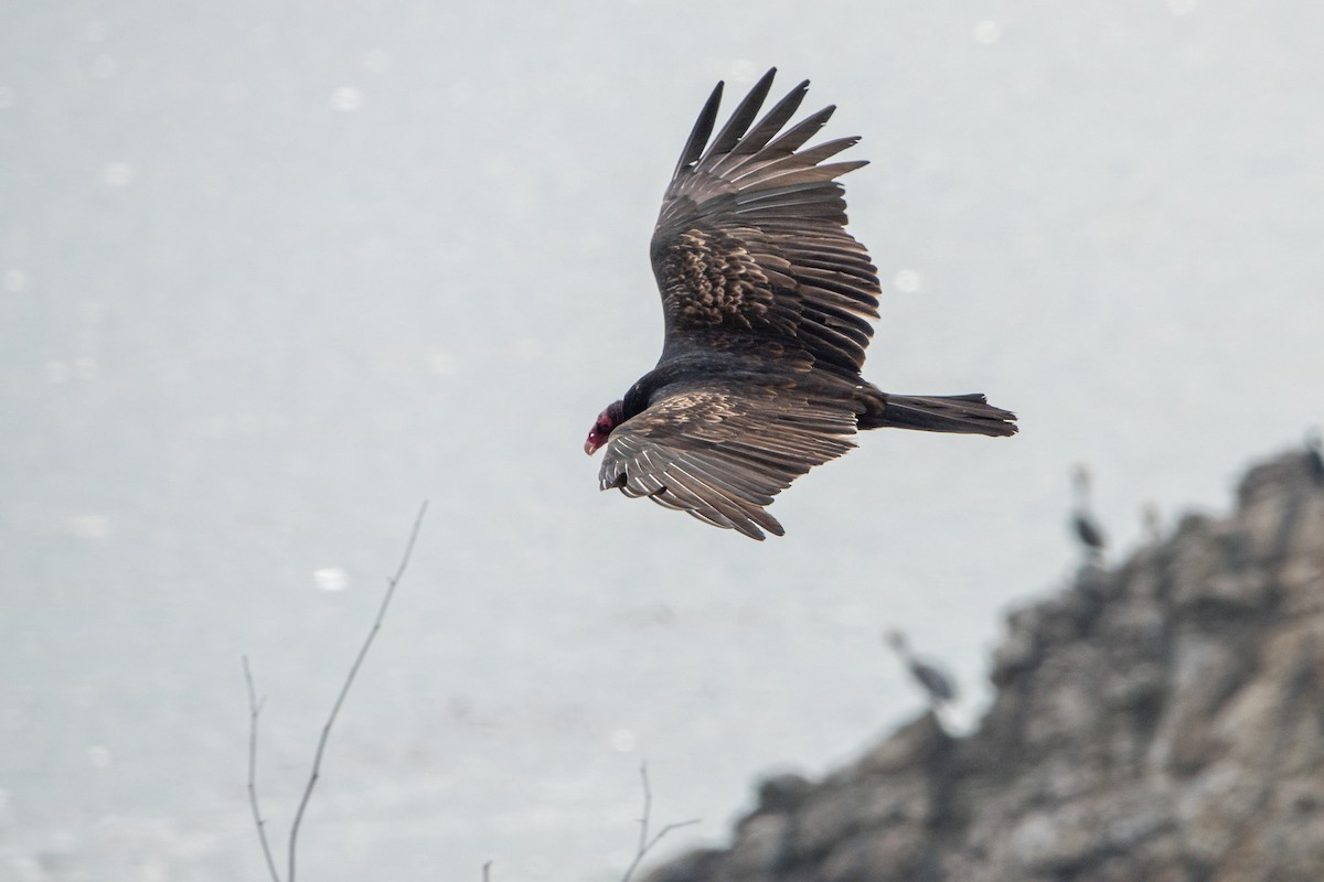 Turkey Vulture - ML645467217