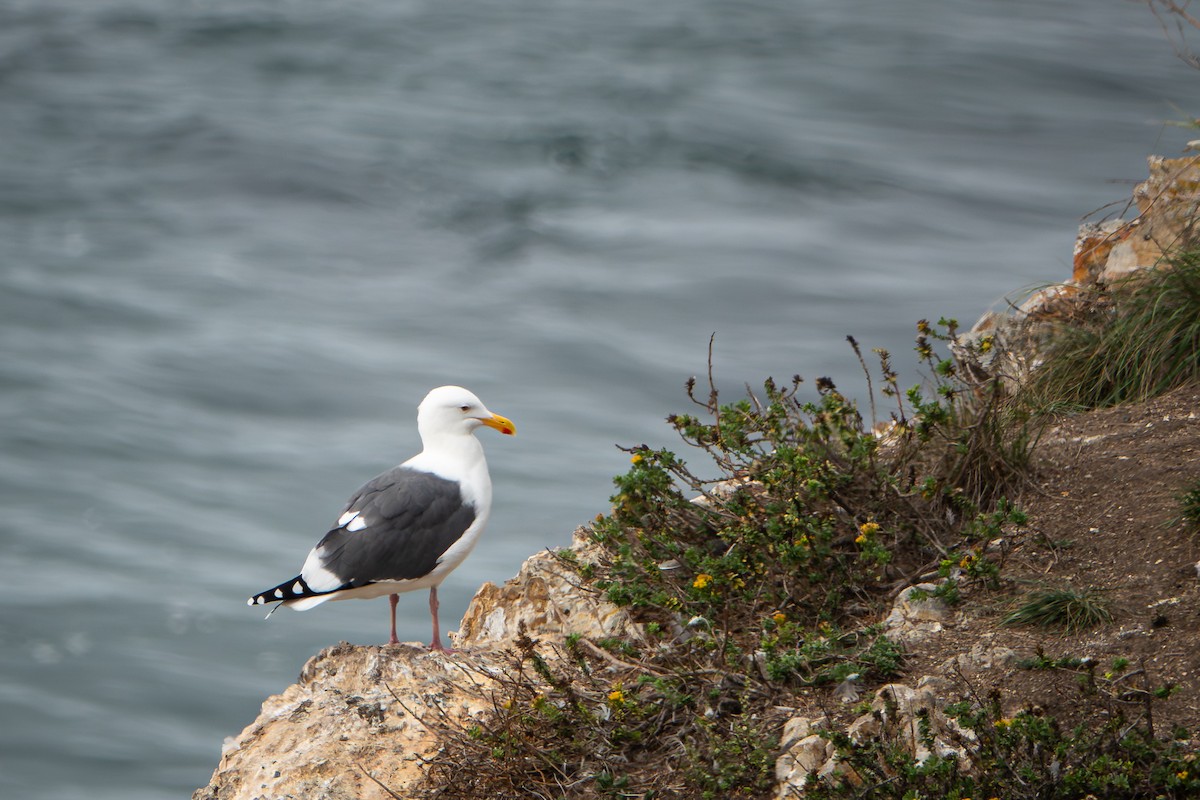 Western Gull - ML645467222