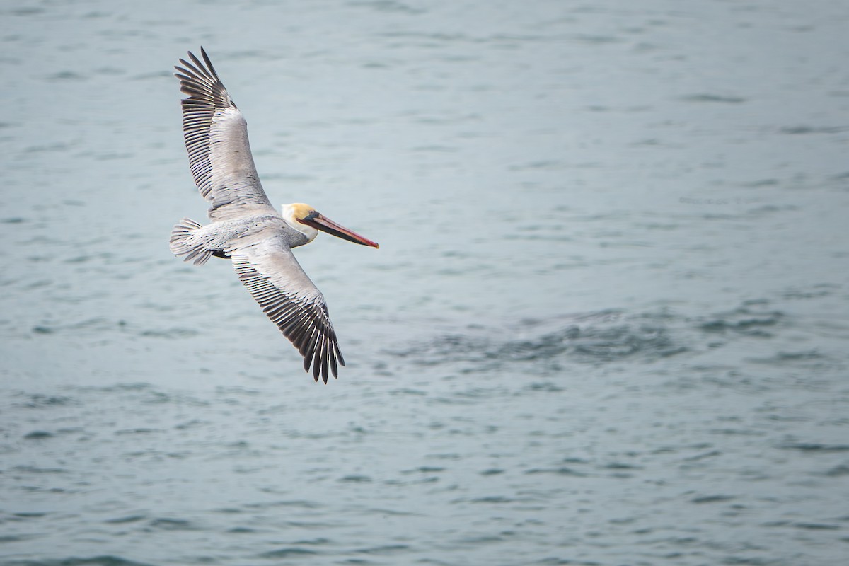 Brown Pelican - ML645467232