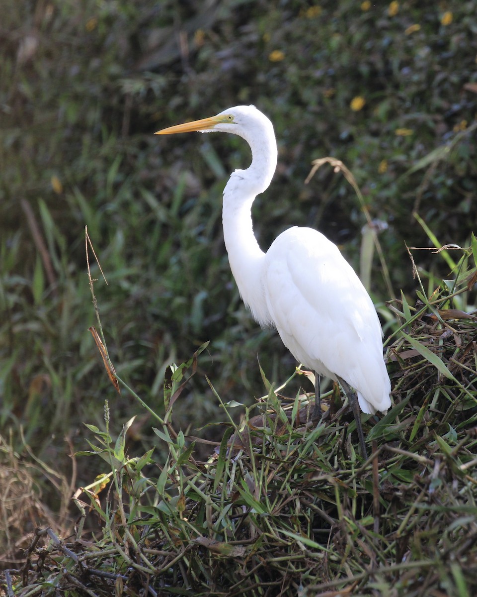 Great Egret - ML645467238