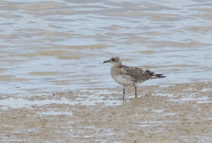 Mediterranean Gull - ML645467256