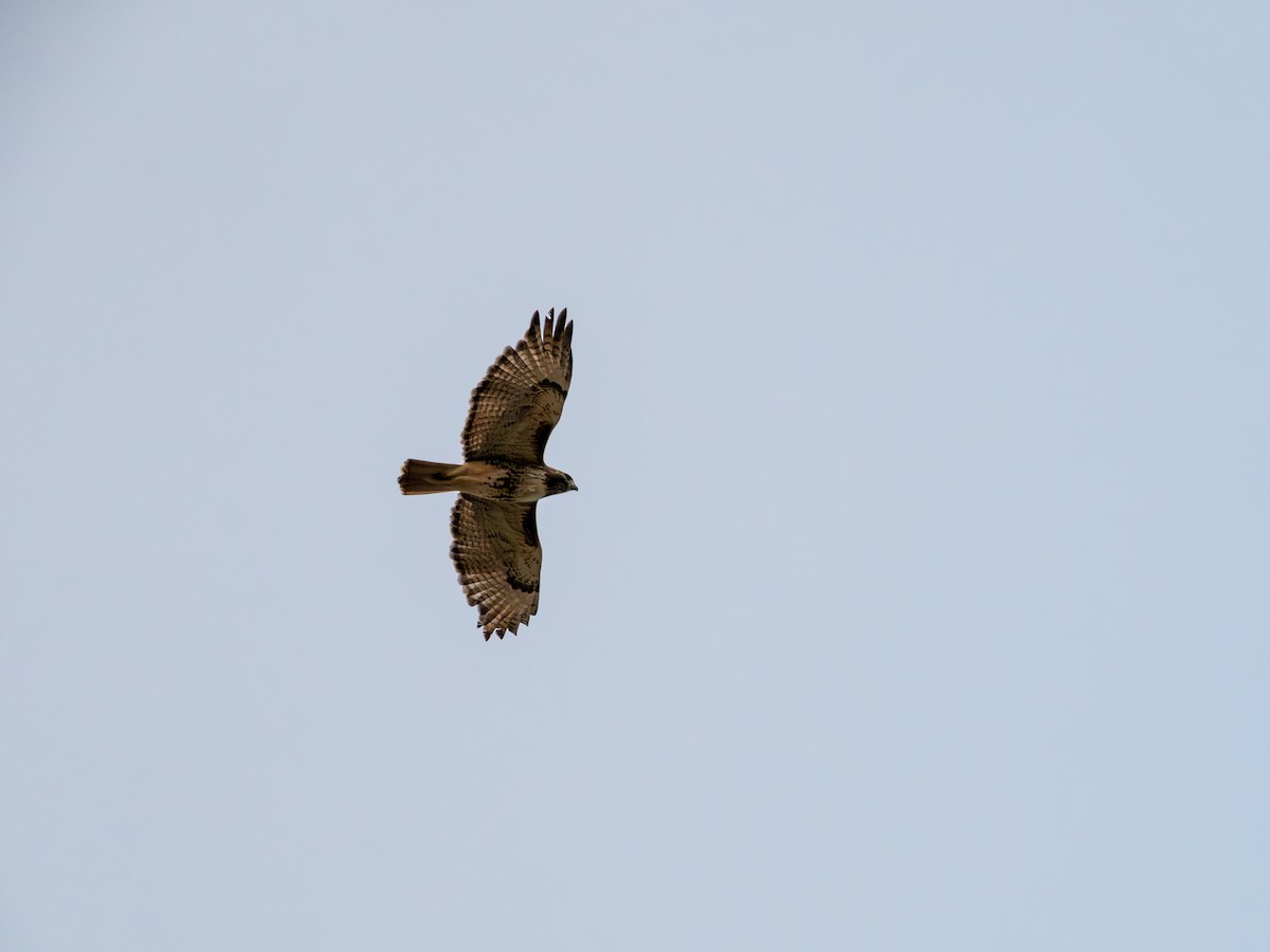 アカオノスリ - ML645467258