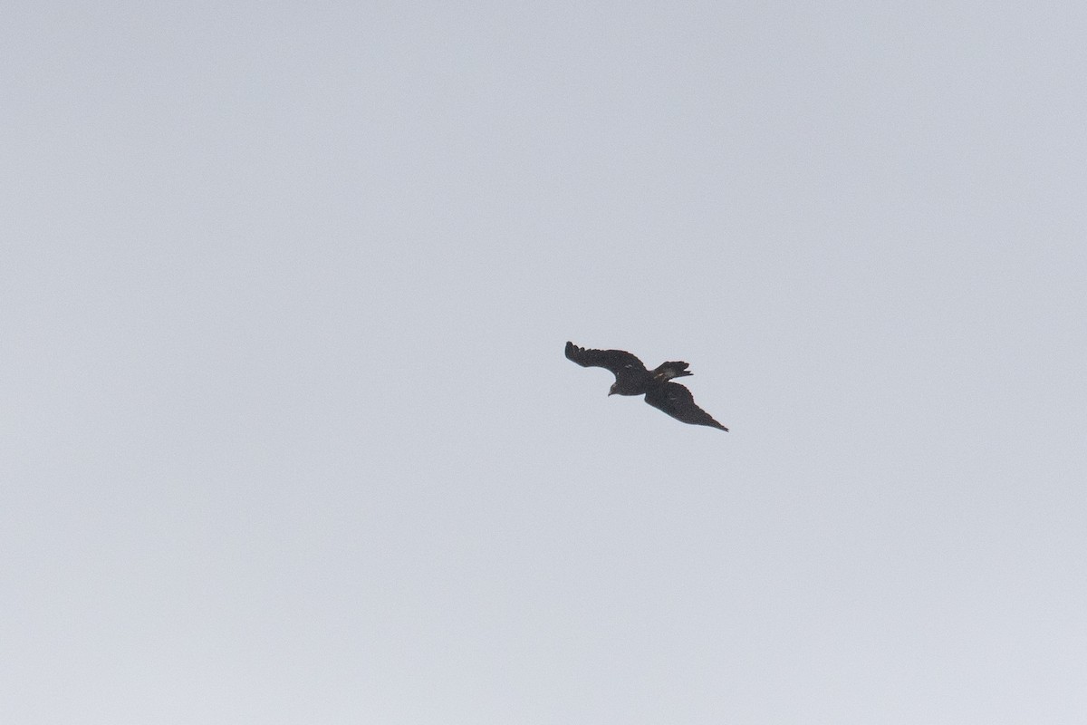 イヌワシ - ML645467259