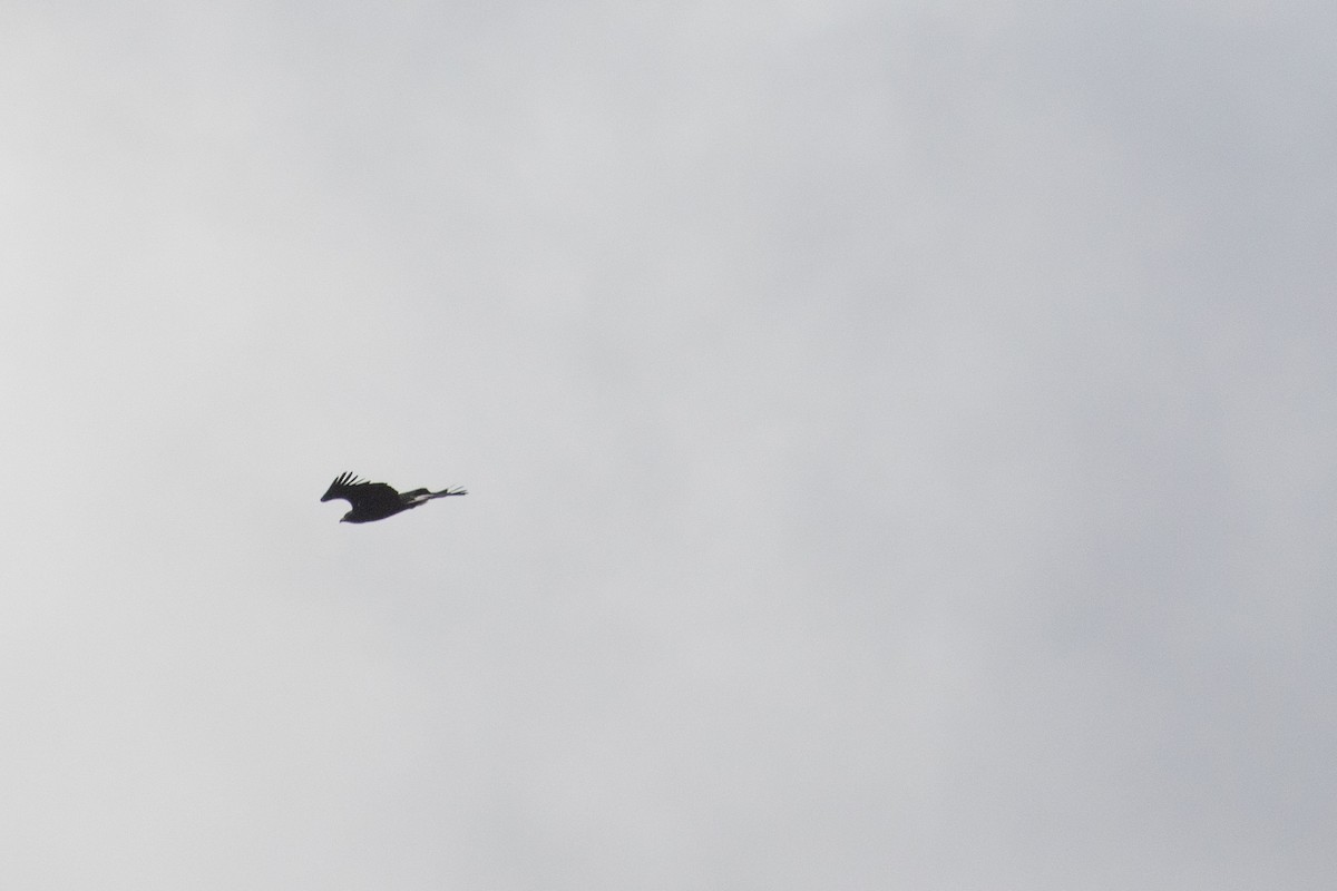 イヌワシ - ML645467260