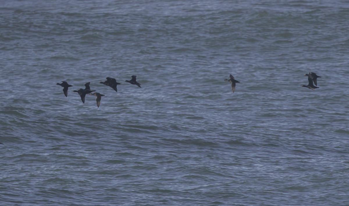 ヨーロッパクロガモ - ML645467261