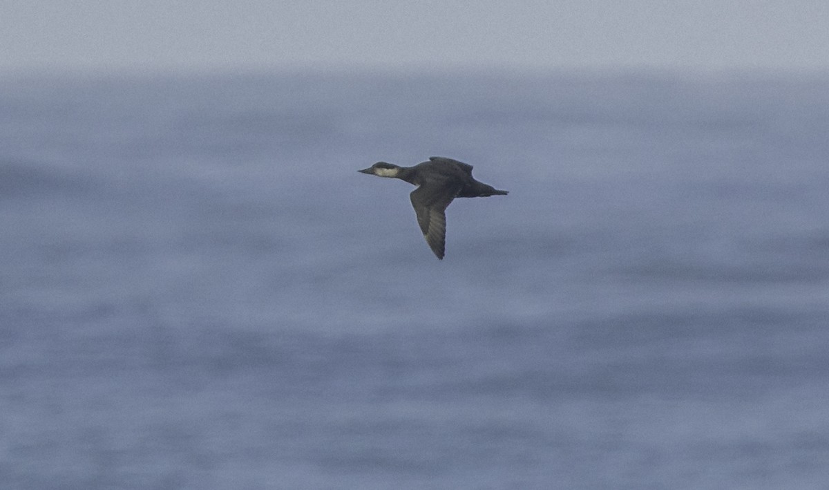 ヨーロッパクロガモ - ML645467262